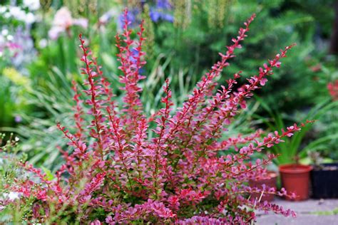 shrubs zone 9