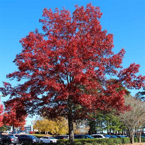 shumard red oak tree