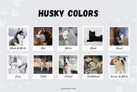 Siberian Husky Colors Coloring Wallpapers Download Free Images Wallpaper [coloring365.blogspot.com]