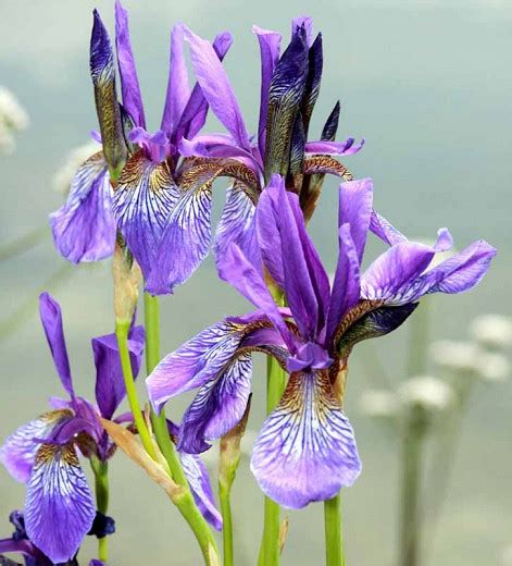siberian iris companion plants