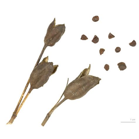 siberian iris seeds