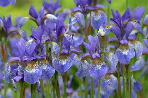 siberian iris varieties