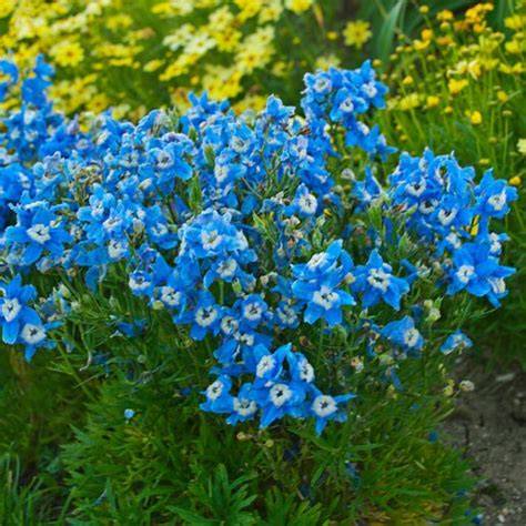 siberian larkspur