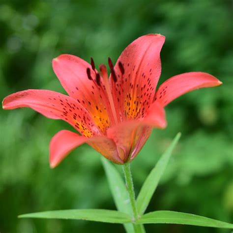 siberian lily