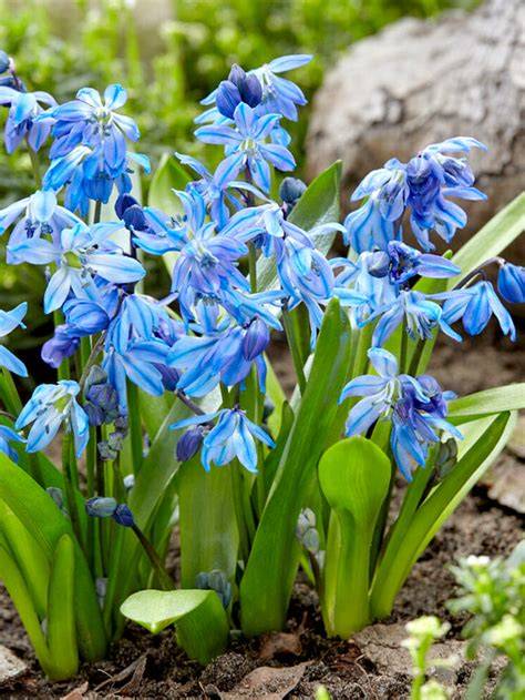 siberian squill bulbs