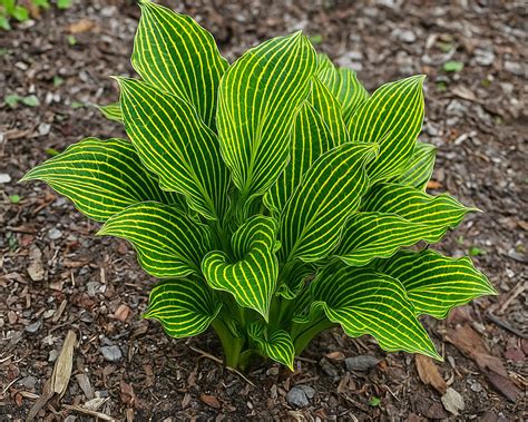 siberian tiger hosta