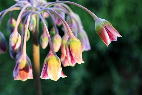 sicilian honey lily