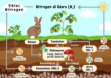 Siklus Nitrogen