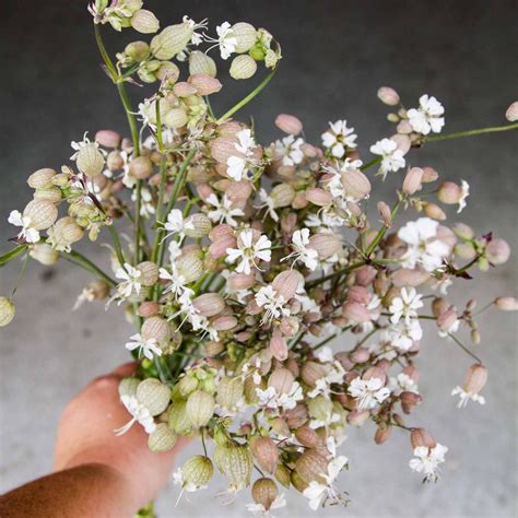 silene blushing lanterns