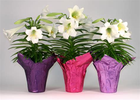 silk easter lilies potted