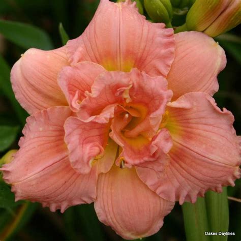 siloam double classic daylily