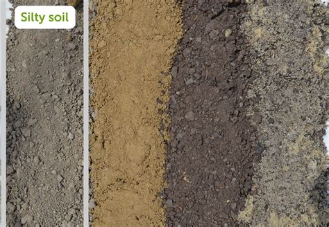 silty soil