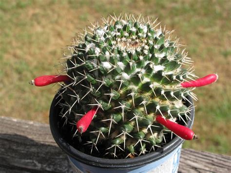 silver arrows cactus