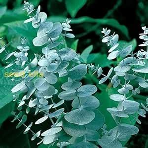 silver dollar eucalyptus seedlings