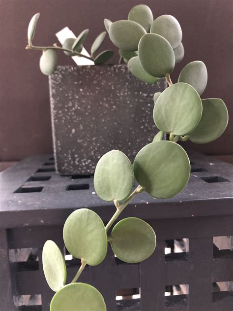 silver dollar vine plant