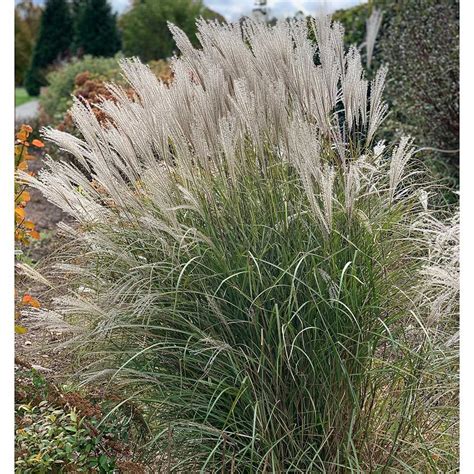 silver feather grass
