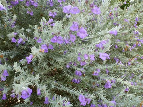 silver foliage purple flowers