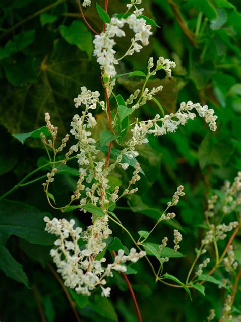 silver lace plant