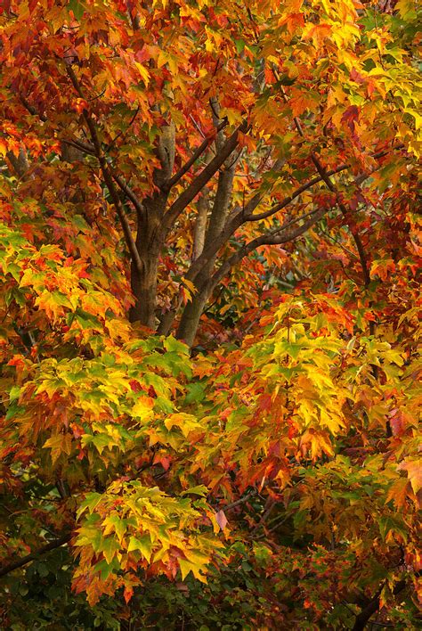 silver maple fall foliage