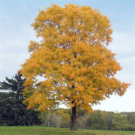 silver maple trees for sale