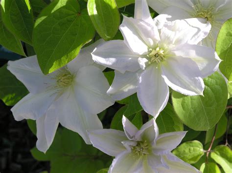 silver moon clematis