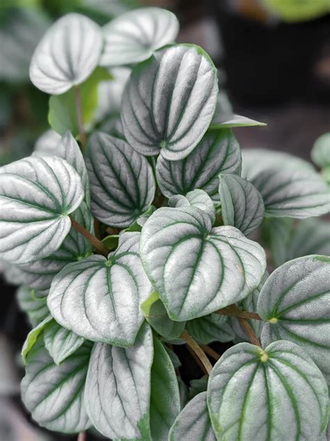 silver ripple peperomia
