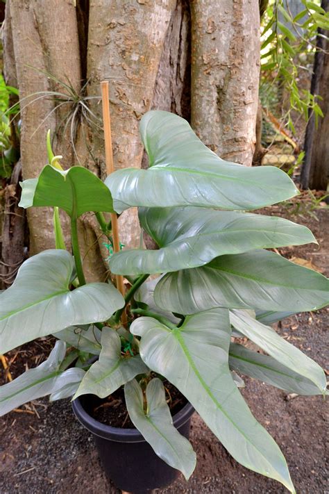 silver sword plants