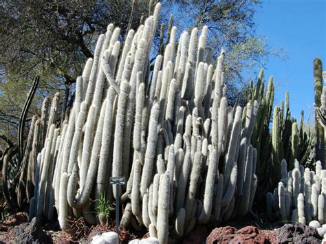 silver torch cactus