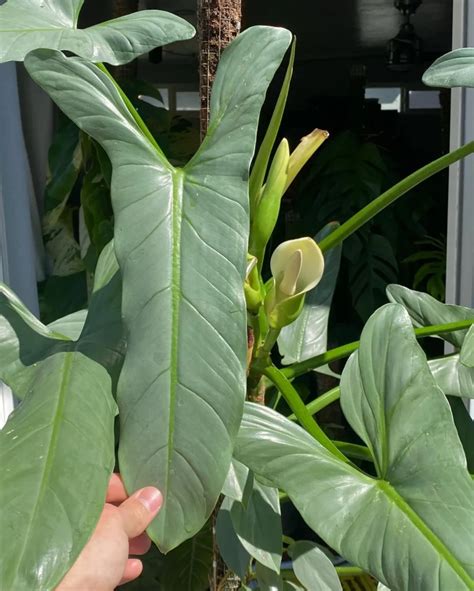 silversword philodendron