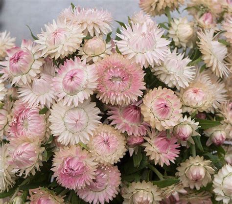 silvery rose strawflower