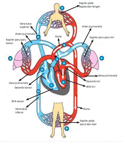 Sistem Peredaran Darah