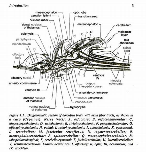 sistem saraf ikan cupang
