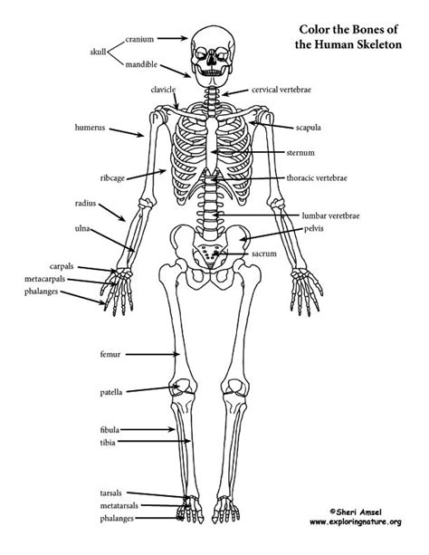 skeleton coloring pages anatomy