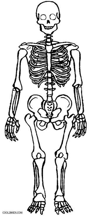 skeleton coloring pages anatomy