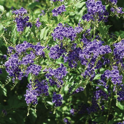 sky flower vine