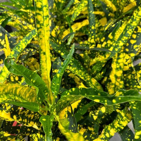 sloppy painter croton