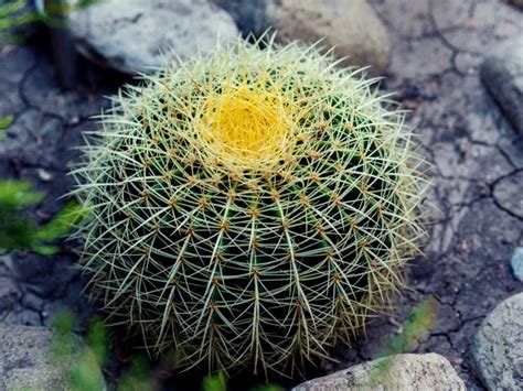 small barrel cactus