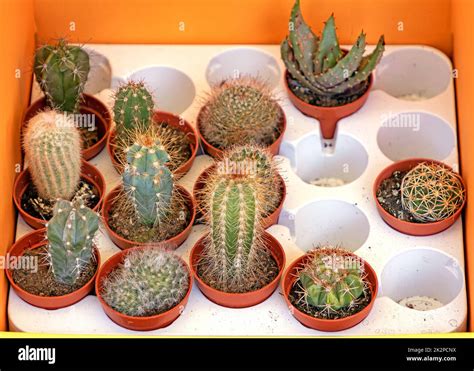 small cactus plants in pots