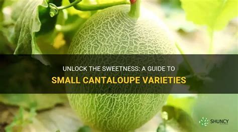 small cantaloupe