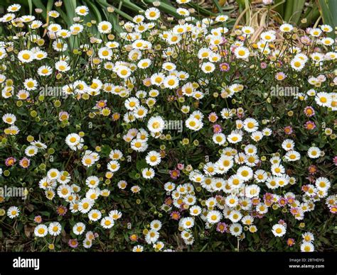 small daisy like flower