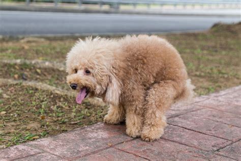Small dog with infrequent defecation