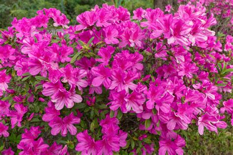 small flowering bushes