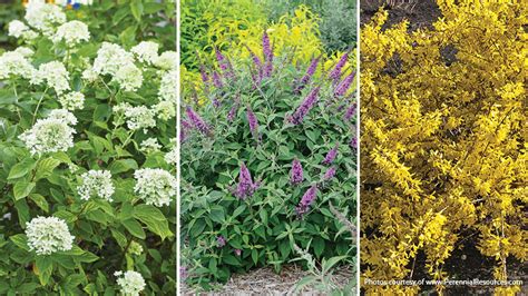 small flowering shrubs