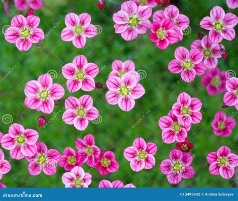 small flowers