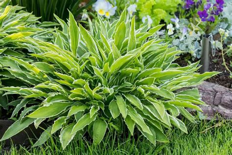 small hostas