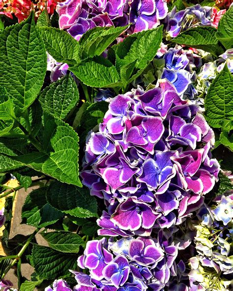 small hydrangea varieties