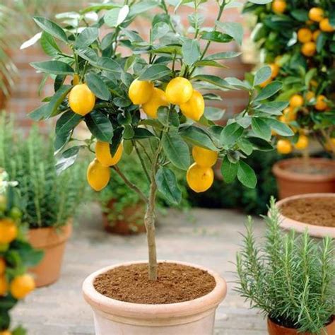 small lemon tree in pot