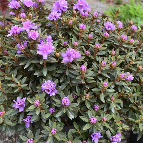 small rhododendron