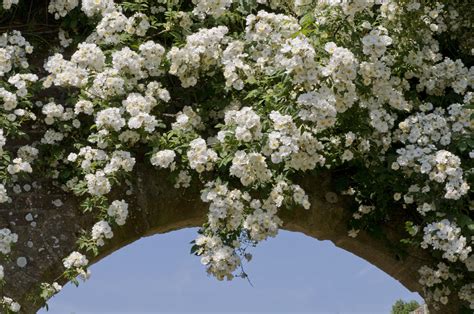 small rose bushes