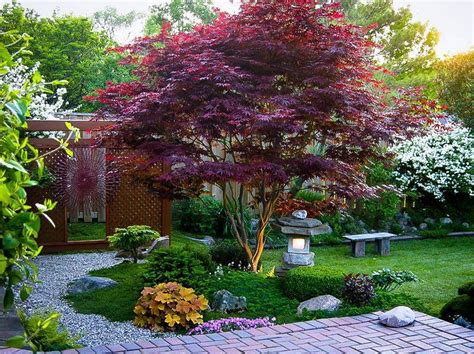 small shade trees